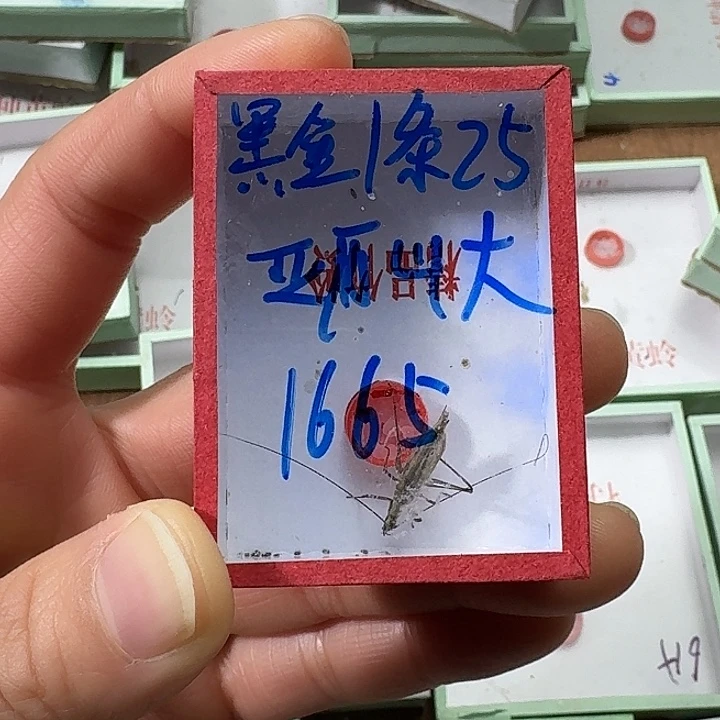 亚***大蟋蟀蝈2222222222