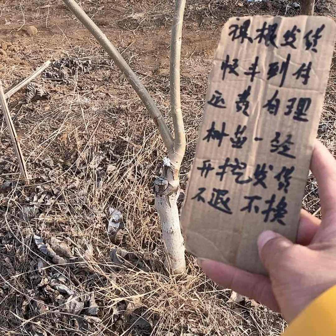 文玩核桃把件大*白狮