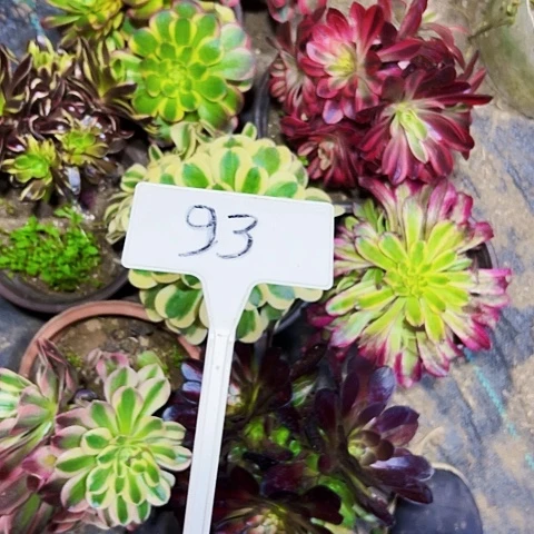 多肉植物组合8个不售后