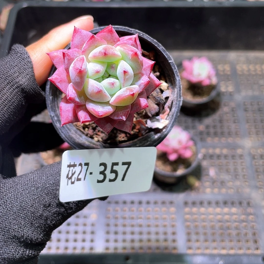 朝*花利美27-357豆蔻