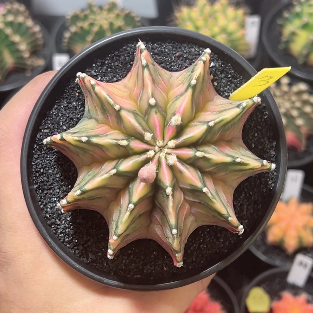 泰系神品肋骨锦——带盆土发货