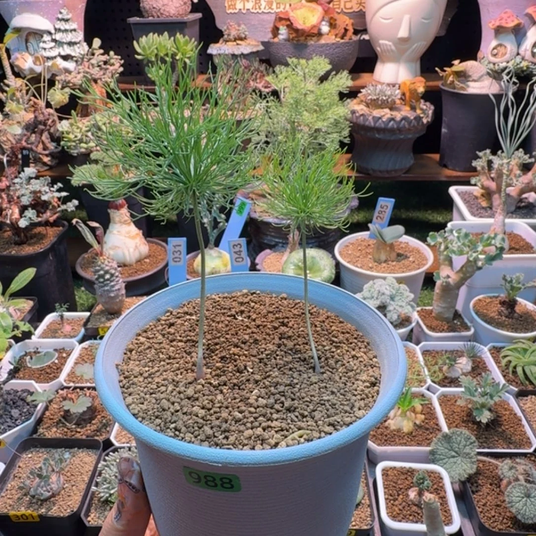 芋***包扫把头雾冰玉988 仙人球