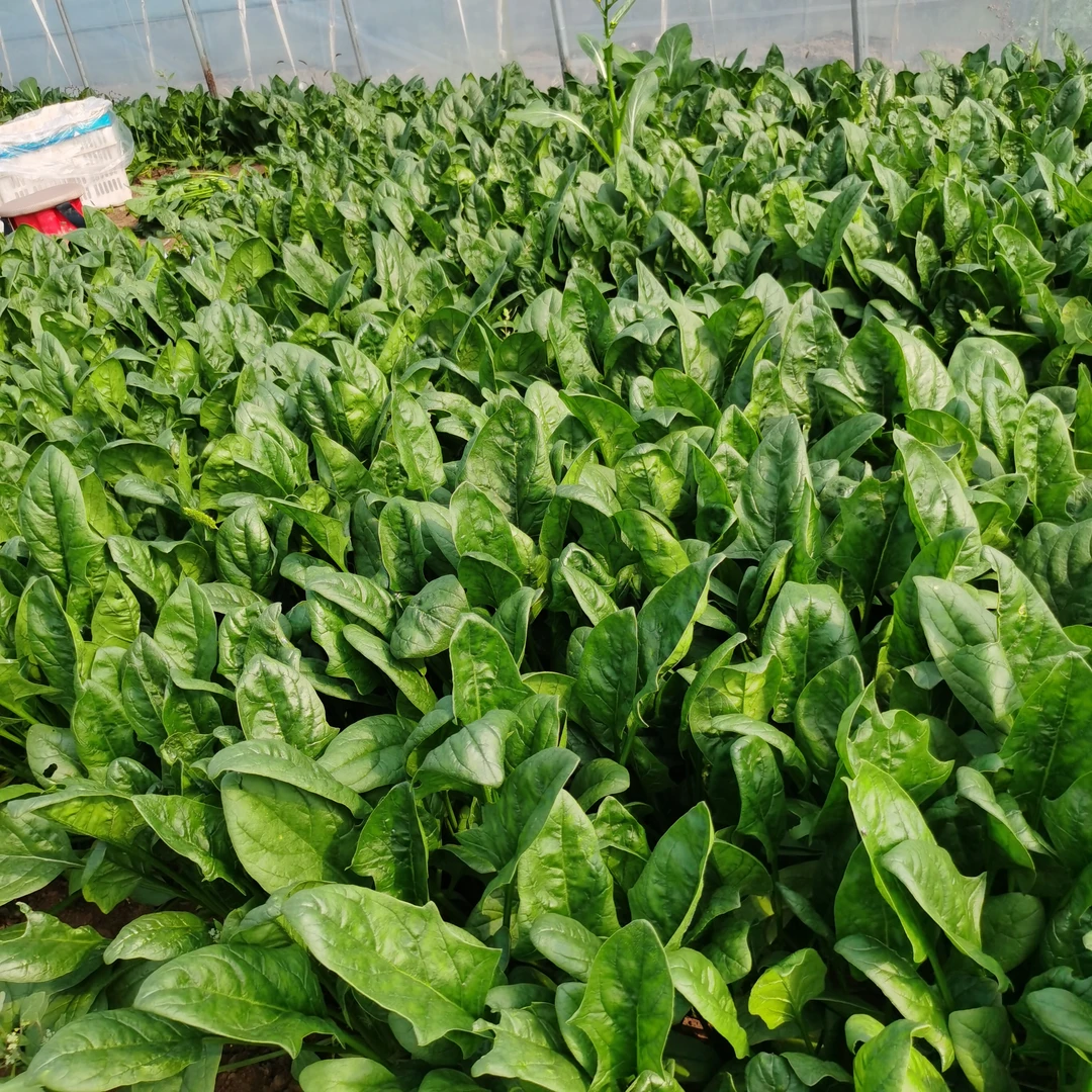 新鲜现摘菠菜油菜香菜时令蔬菜可用于煲汤炒菜凉拌火锅5斤包邮