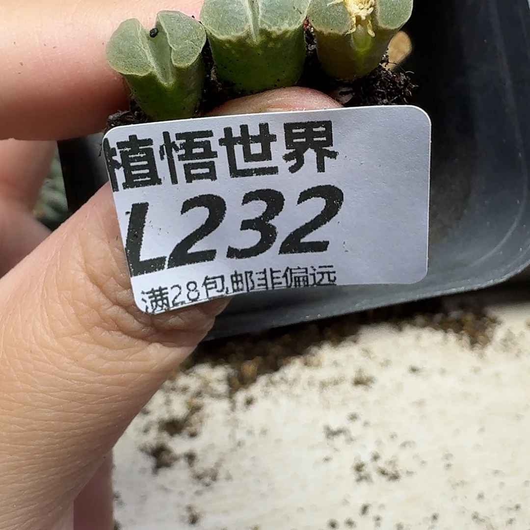 多肉植物的人生fhh