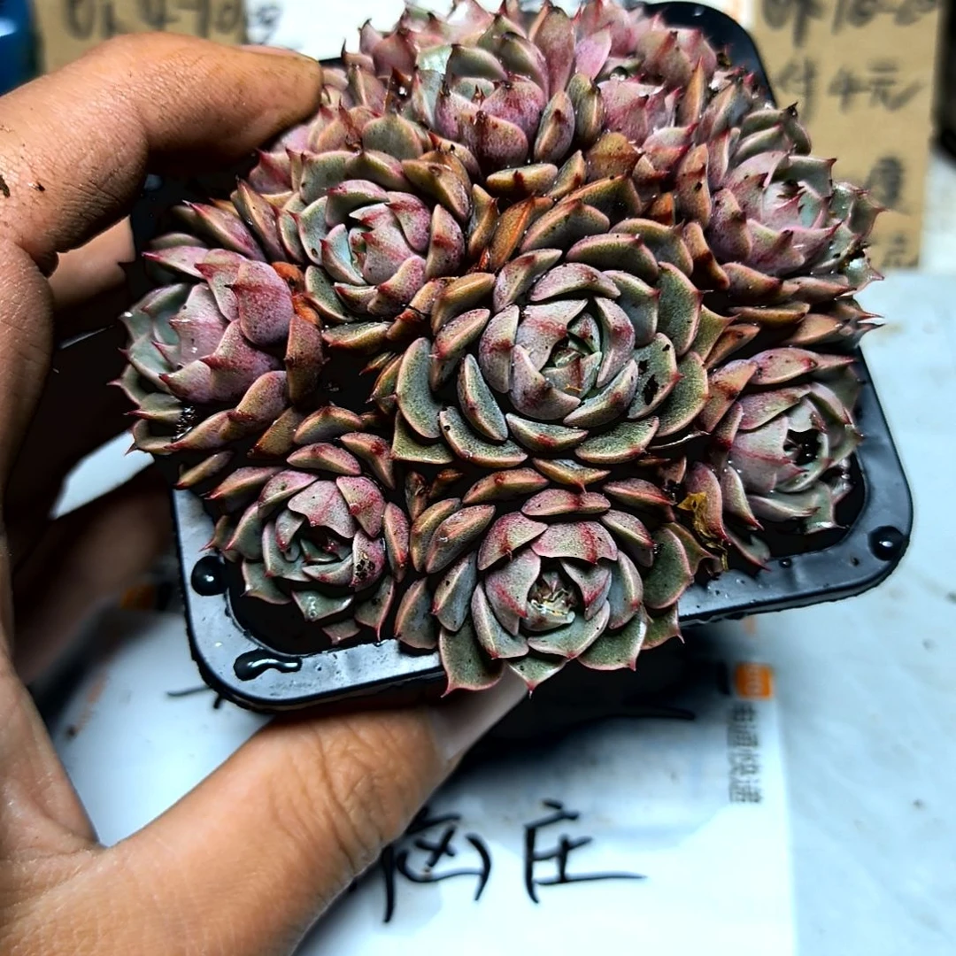 满6元包邮，大颗笨吧群