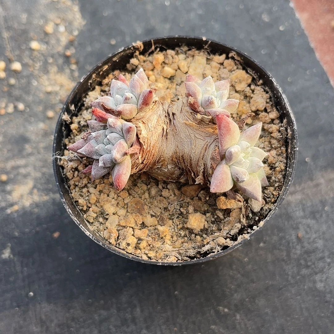 你*哥格诺玛白菊仙女杯