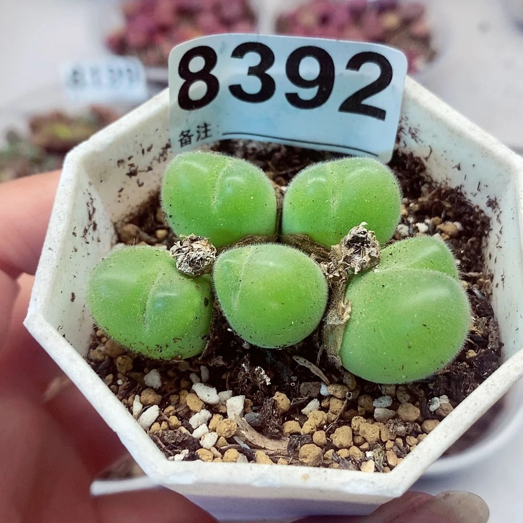 8392毛脆滴快快到