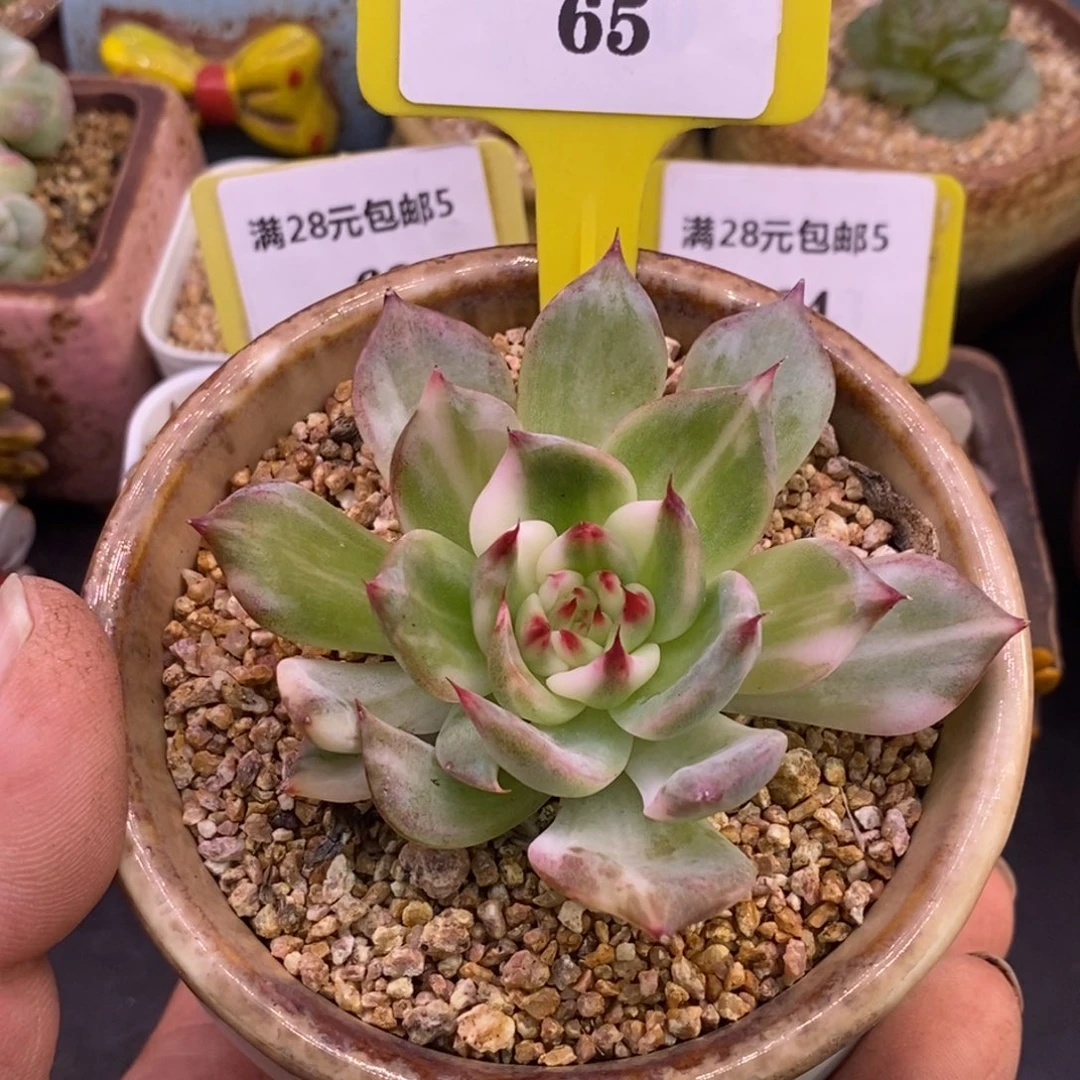 565吉娃娃白拉丝锦单头