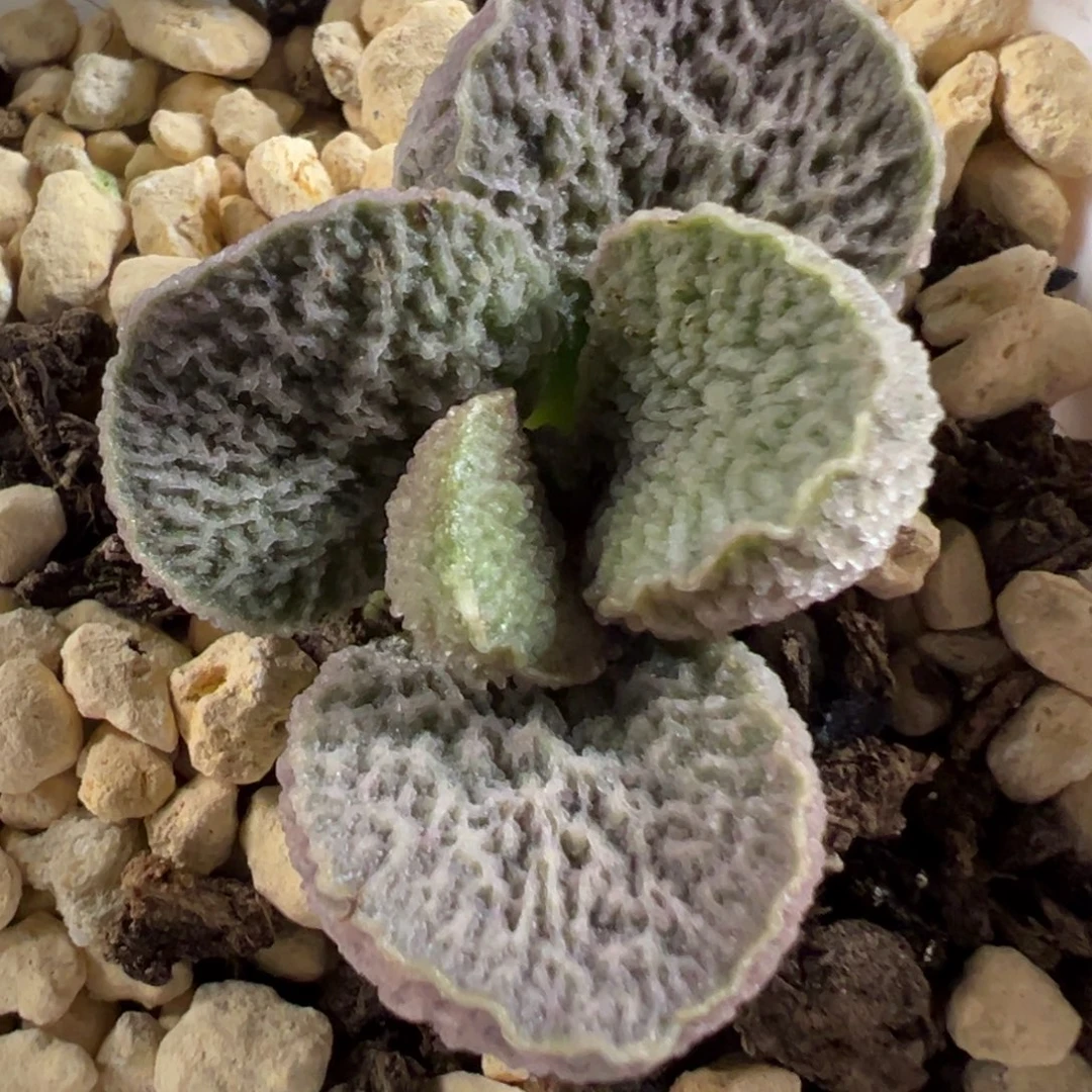 菲洛米娜多肉植物水泡