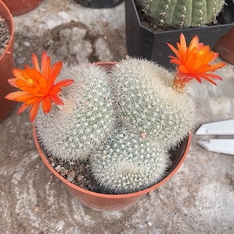 实生三头白雪光福利