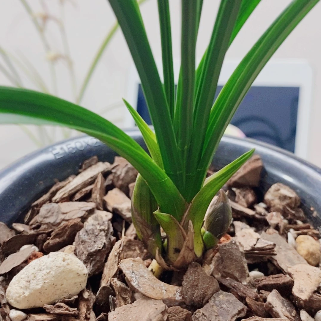 大***来当前无花栽培后可以开花