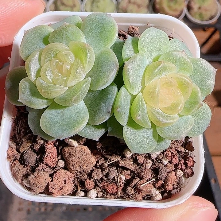 1116------02无尽灯