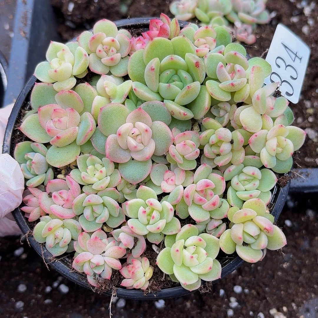 多肉植物多肉植物334