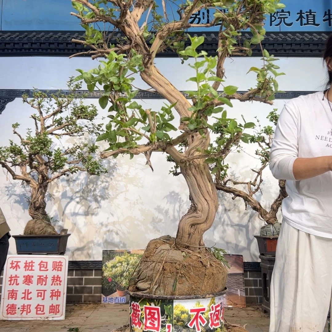 无花朵金银花8888