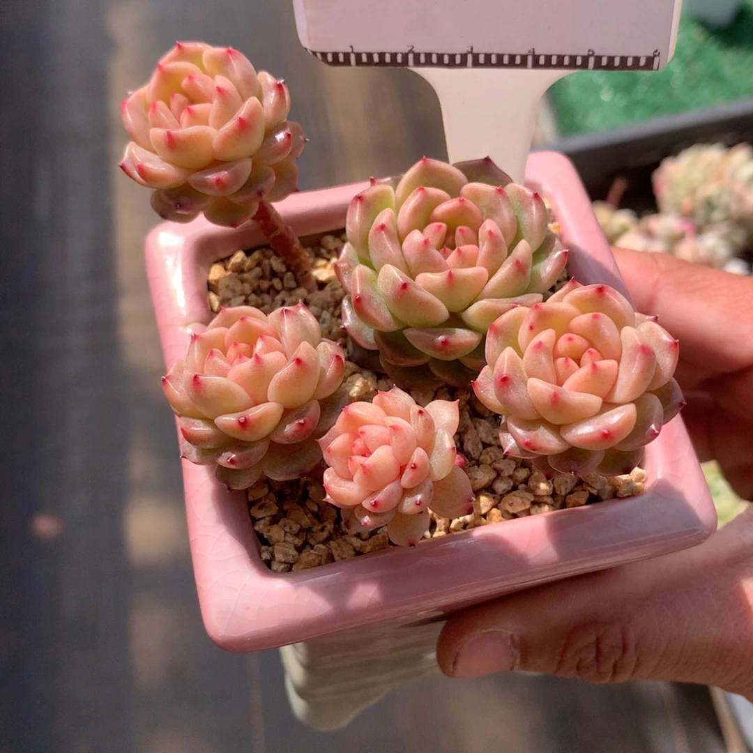 珍妮优选多肉植物