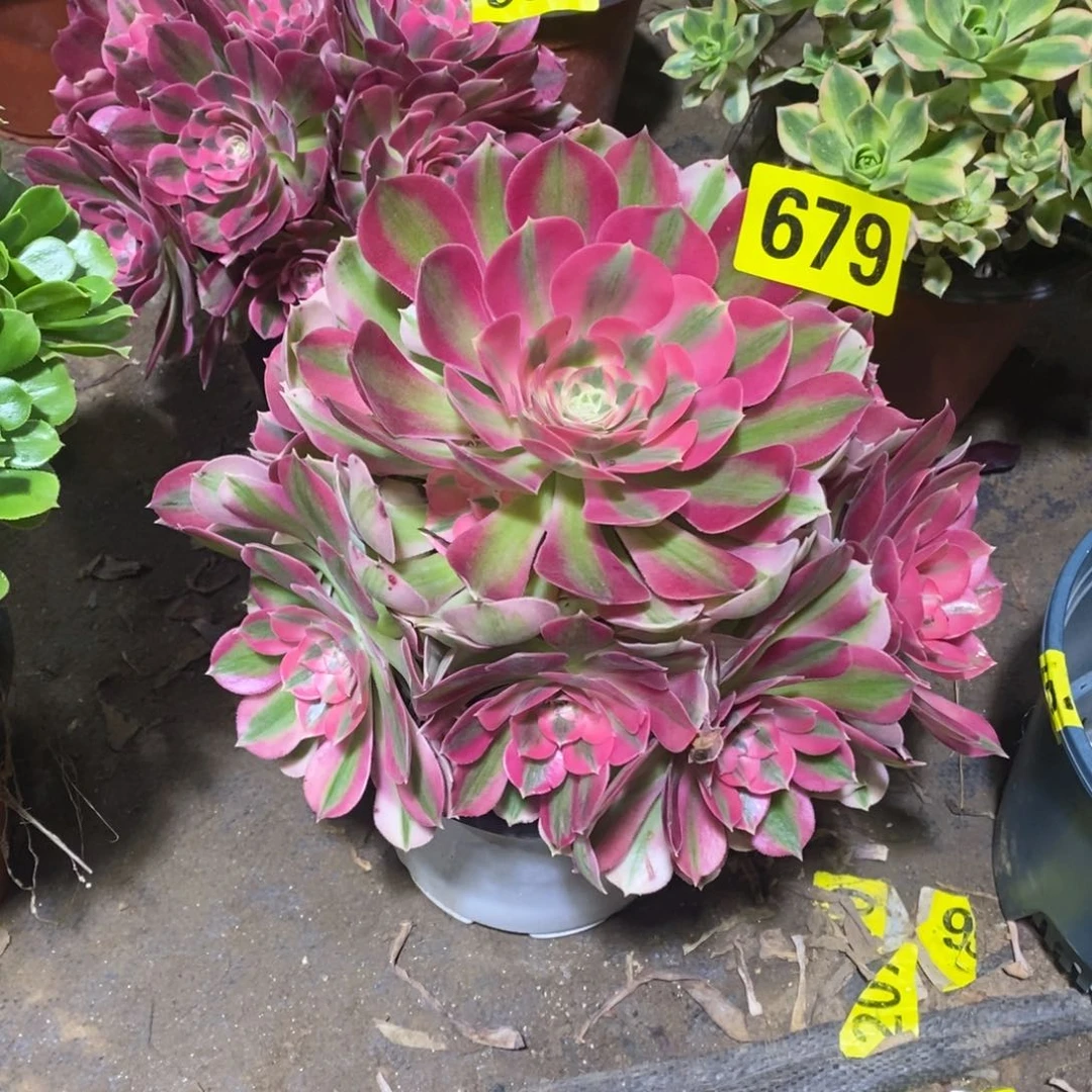 粉女巫多肉法师676