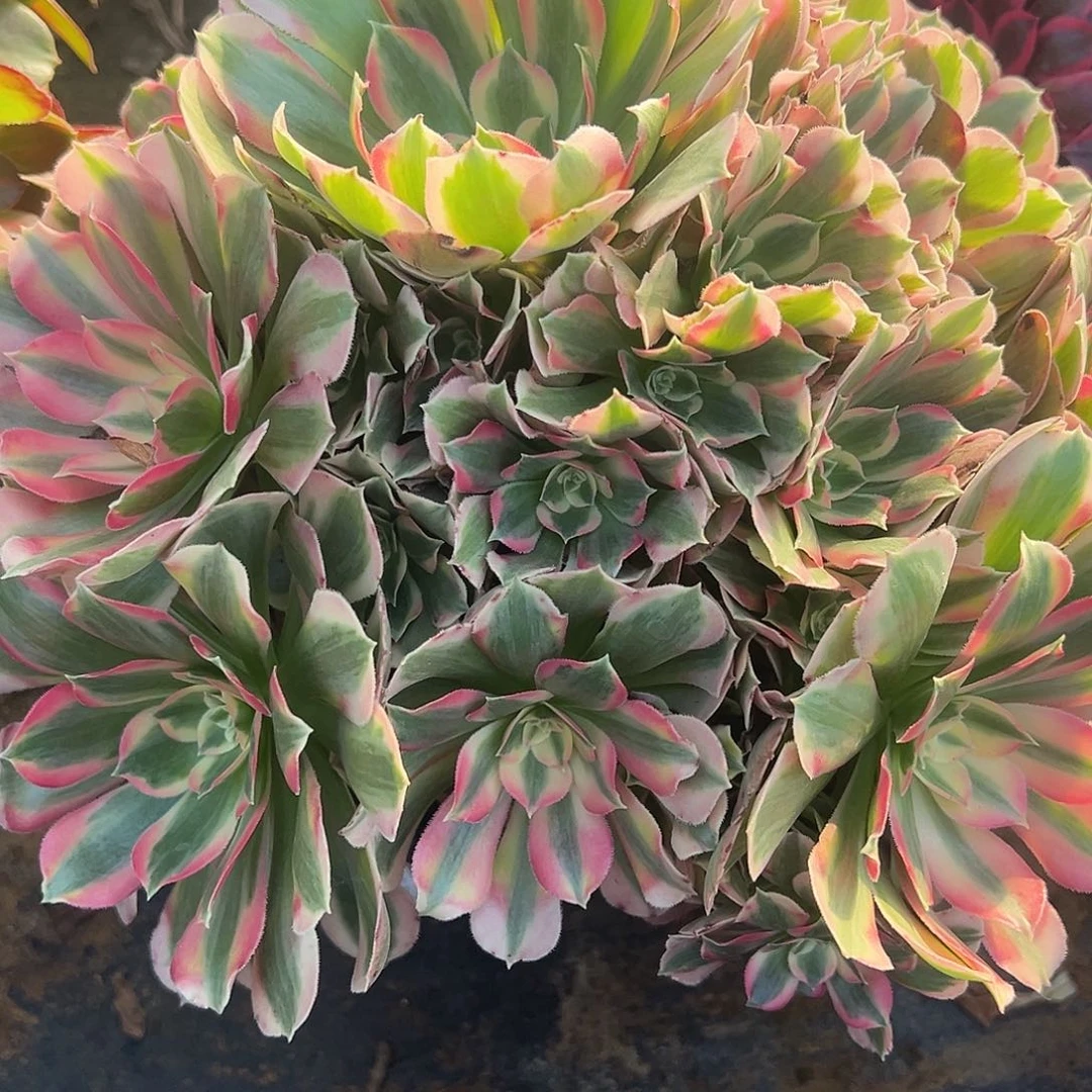 12.25-47妖月多肉植物