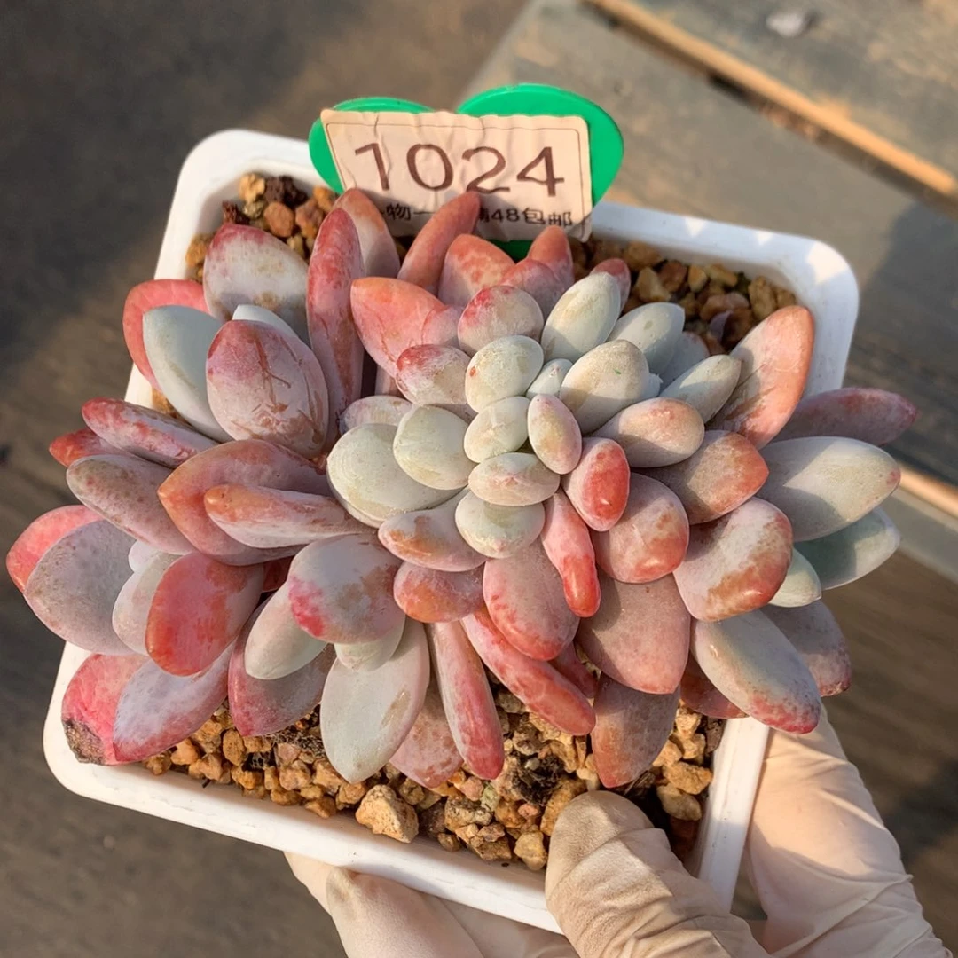 粉兔树缀无砍1024