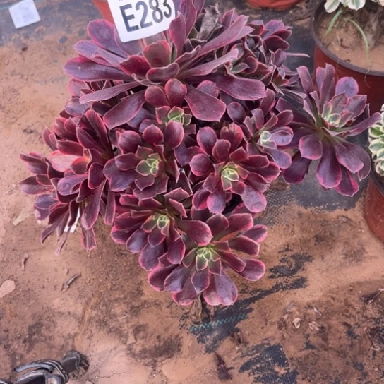 283金丝雀不包断枝