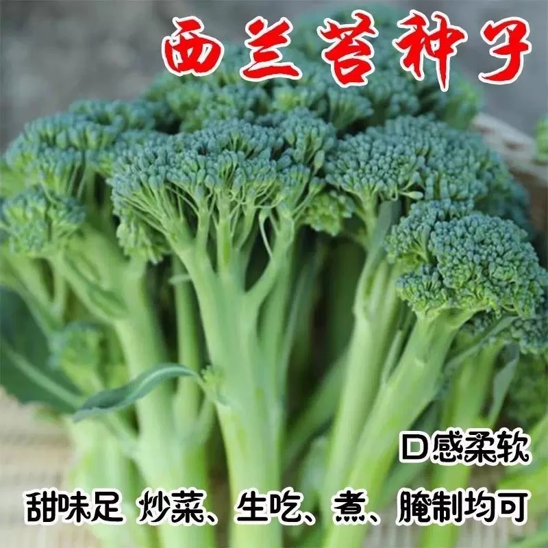 【西兰苔种子】菜苔种子蔬菜种子油菜芯籽四季种植盆栽农家蔬菜种子