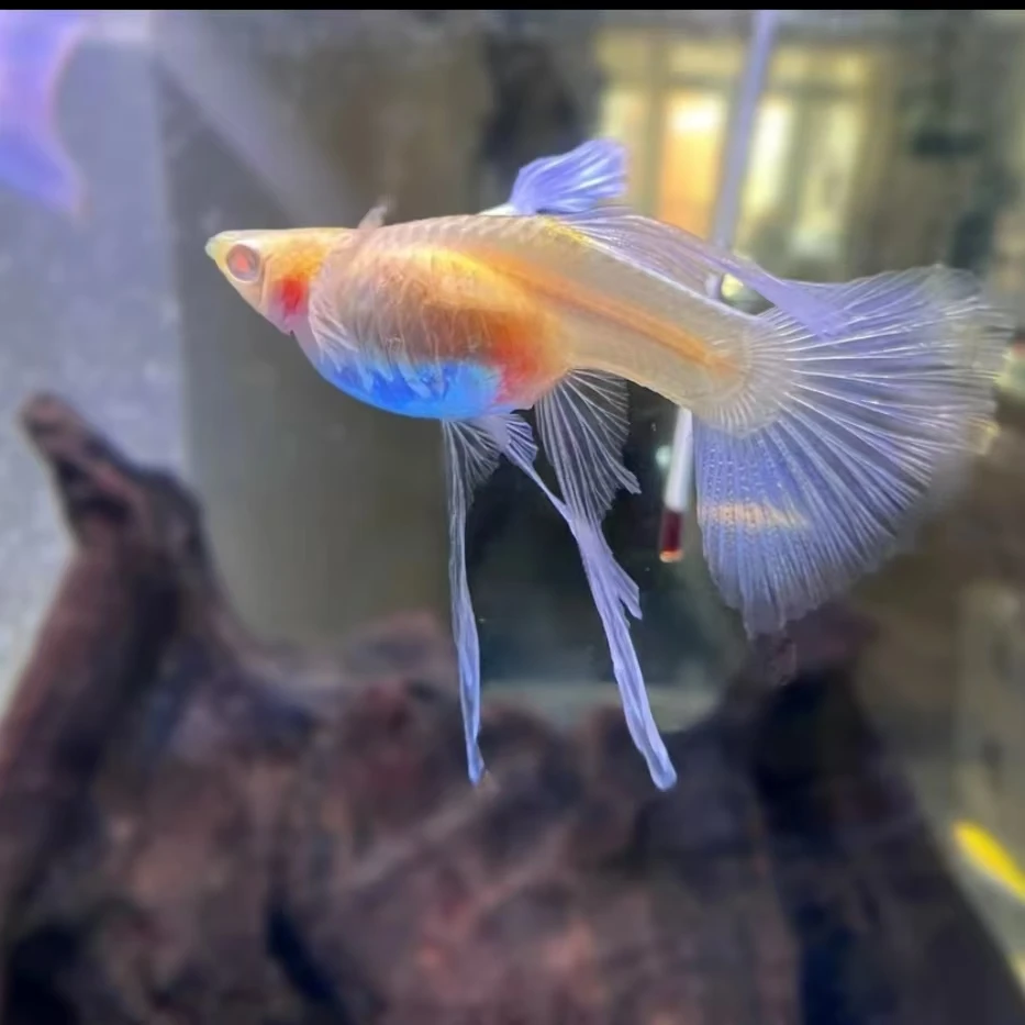 天空蓝大C缎带孔雀鱼 精品小型热带观赏鱼 （需搭配黑色背景）