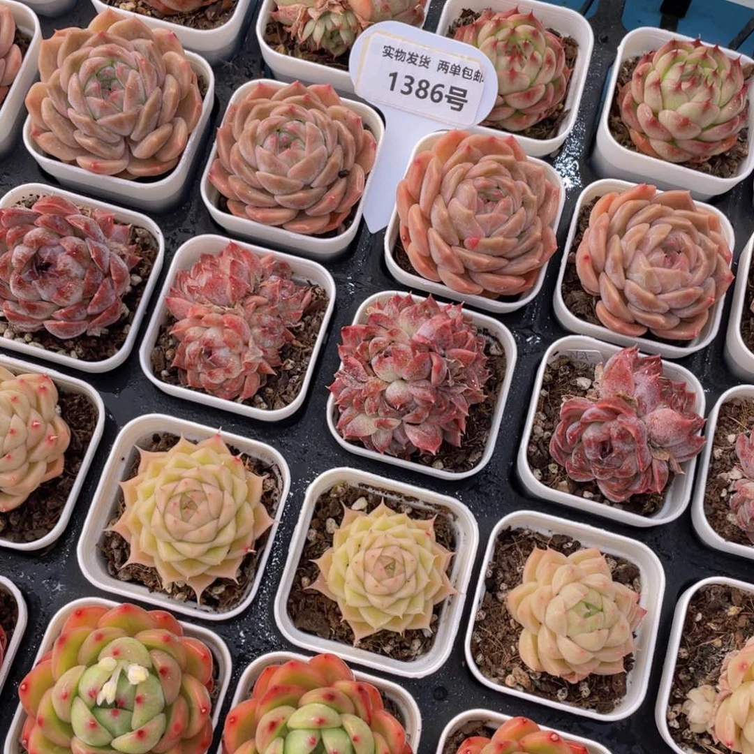 1386号 精品美肉组合五个