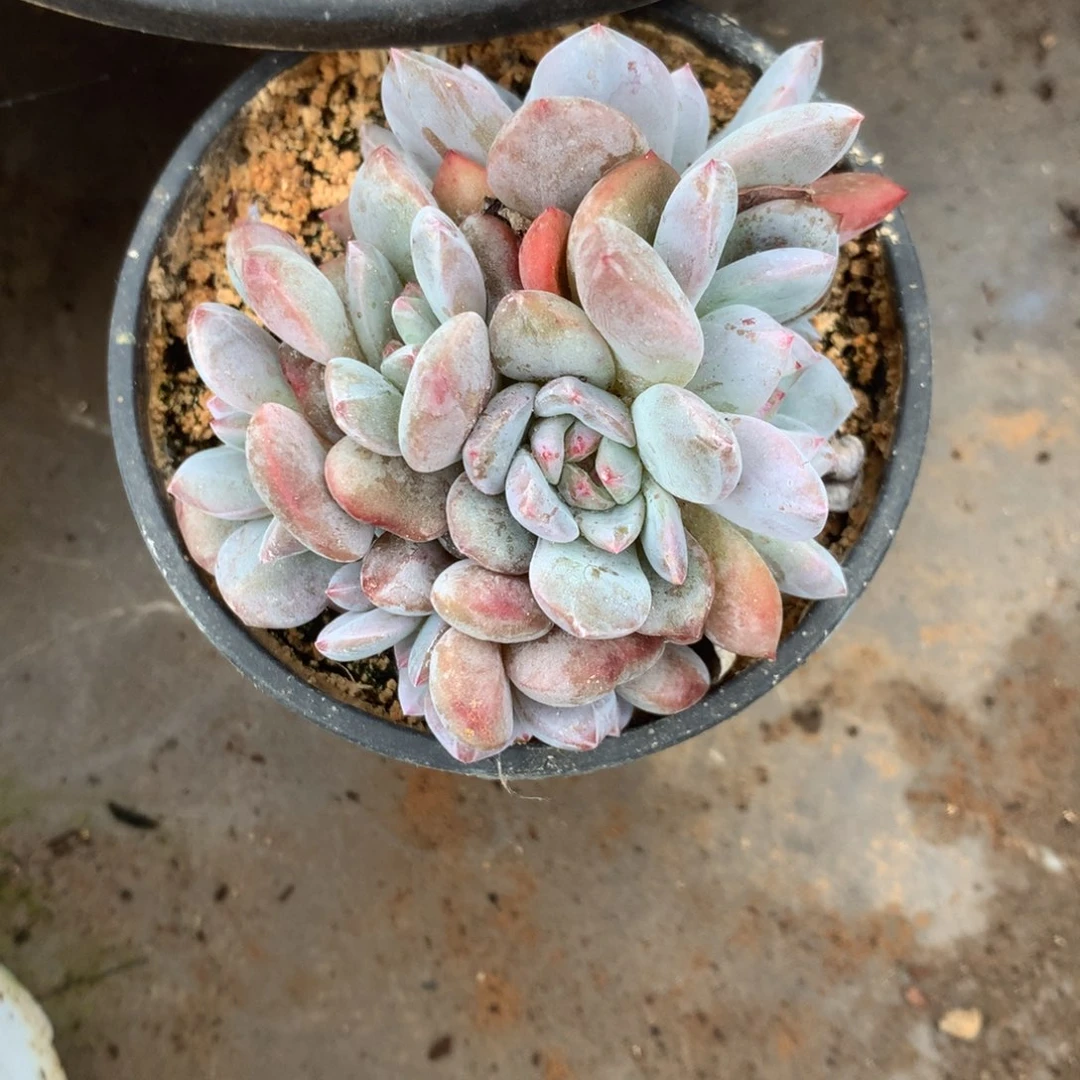 无花朵哈哈哈哈哈哈哈哈19