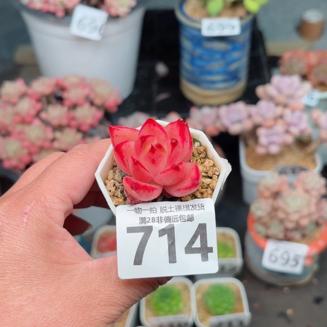 香槟杂无盆土发货