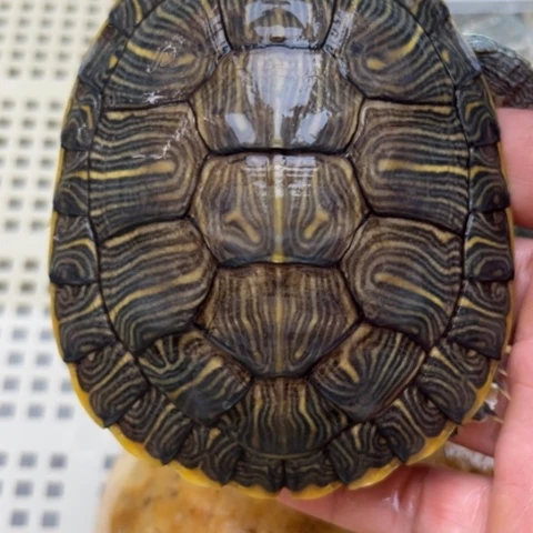 绿毛龟不分公母888888888