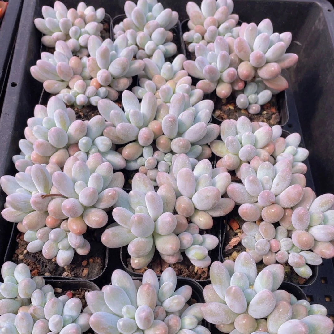 271号 可可奶群生一个