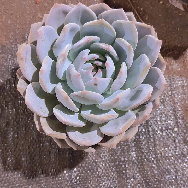 梦之雪单头16厘米