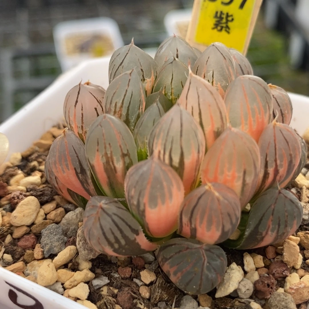 697霓虹灯玉露锦一物一拍