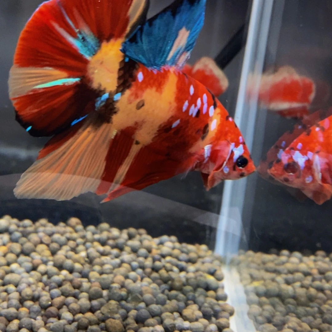 斗鱼291巨斗111111