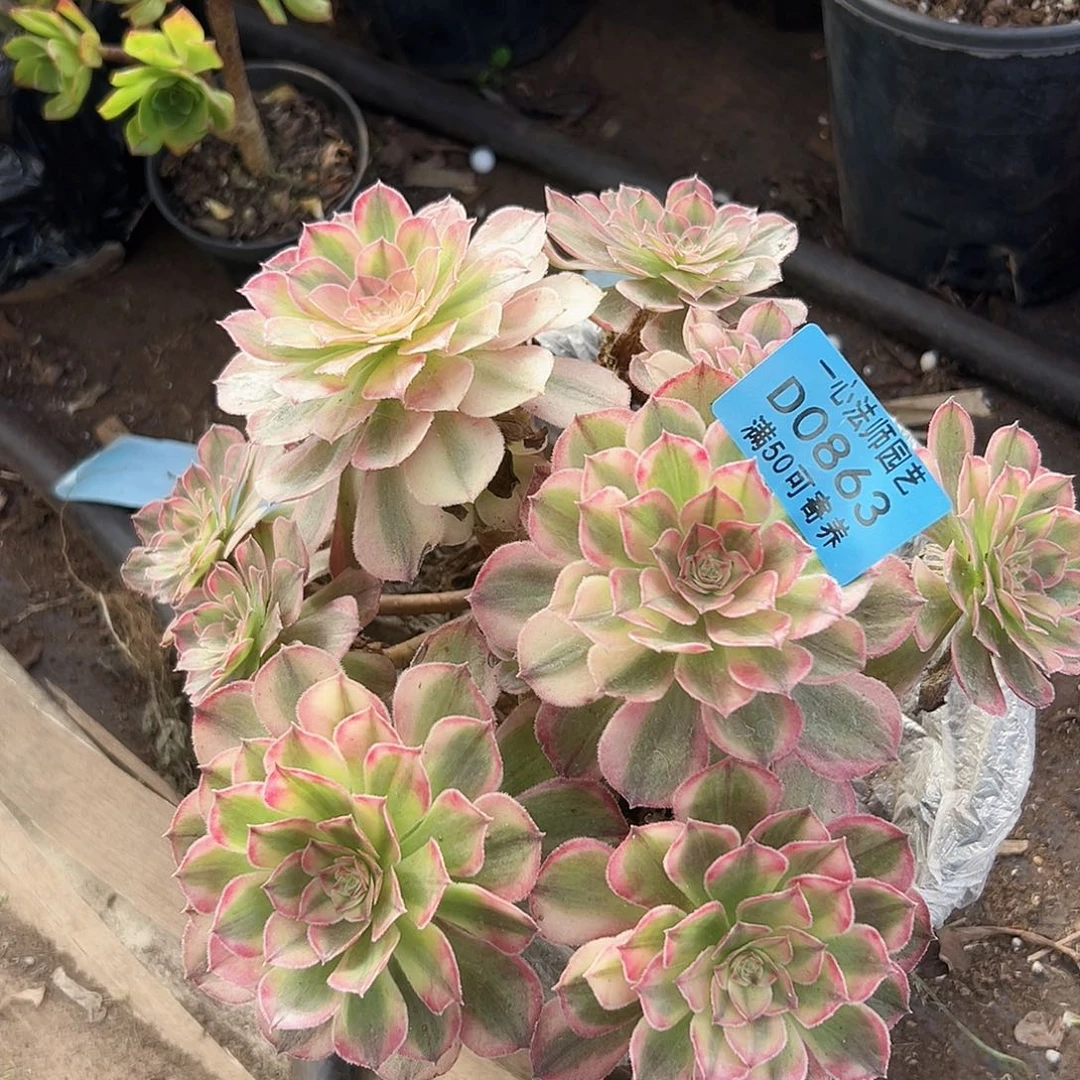 海神863多肉植物多肉植物