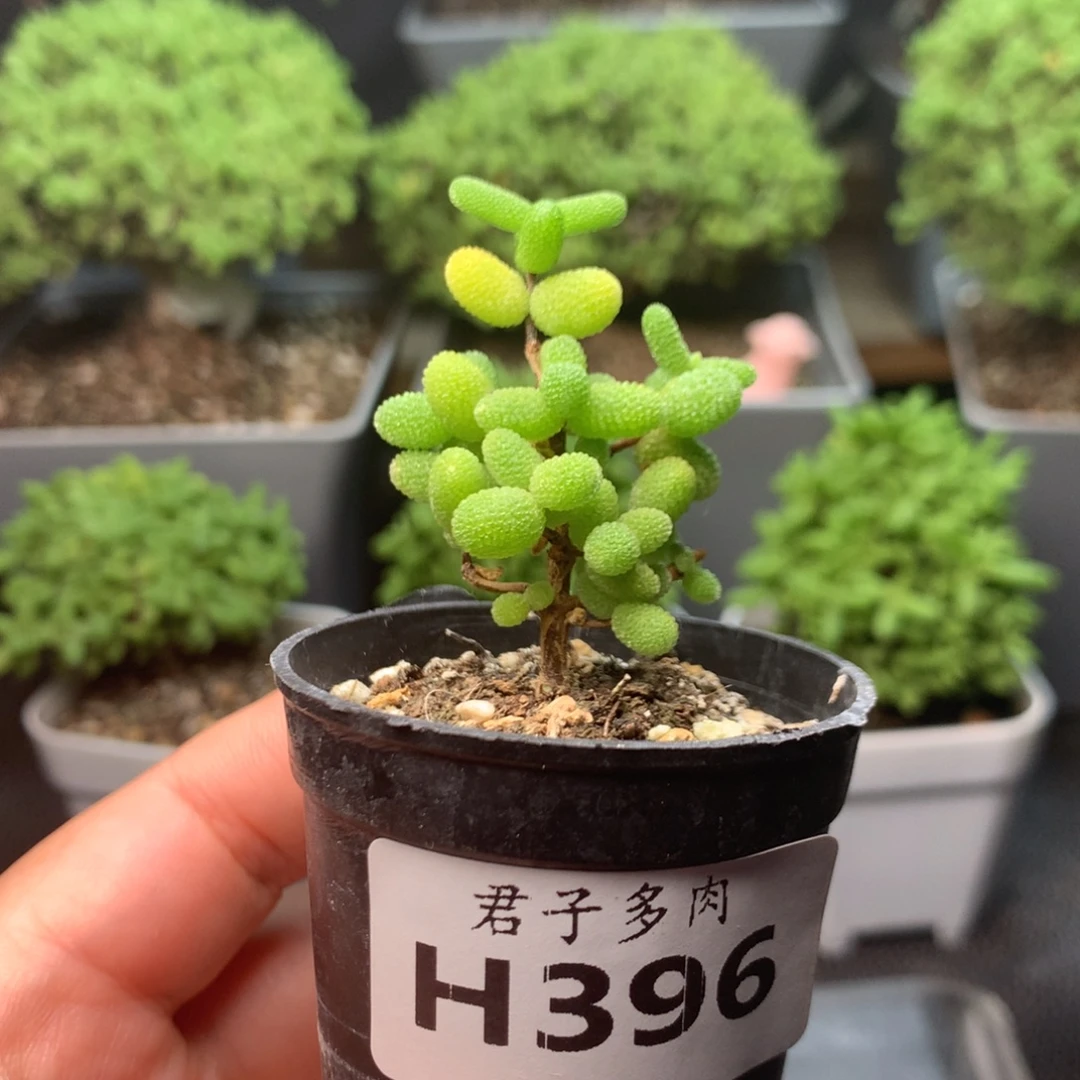 396金橘。