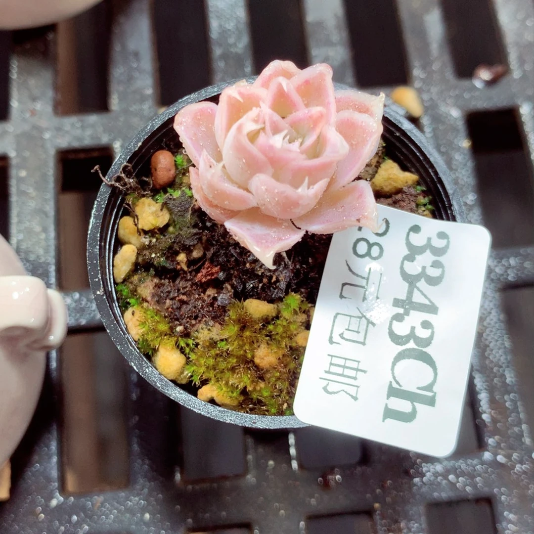 5厘米盆精控多肉3343