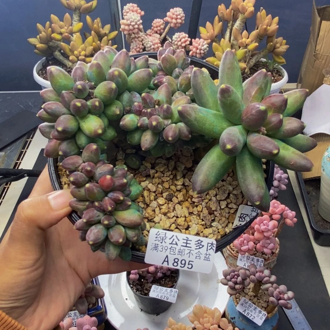 895香蕉树缀多肉10c m