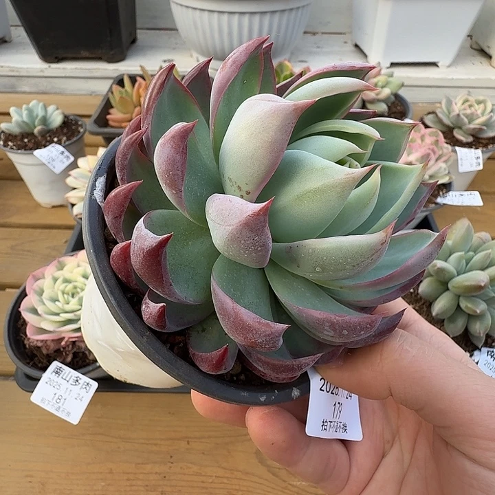 惊鸿仙子11111124-179