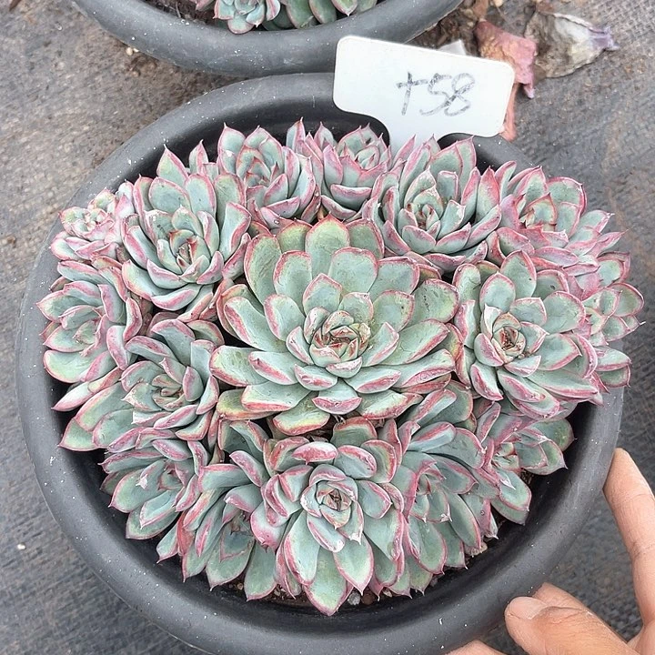 晨语多肉，一物一拍荷花58