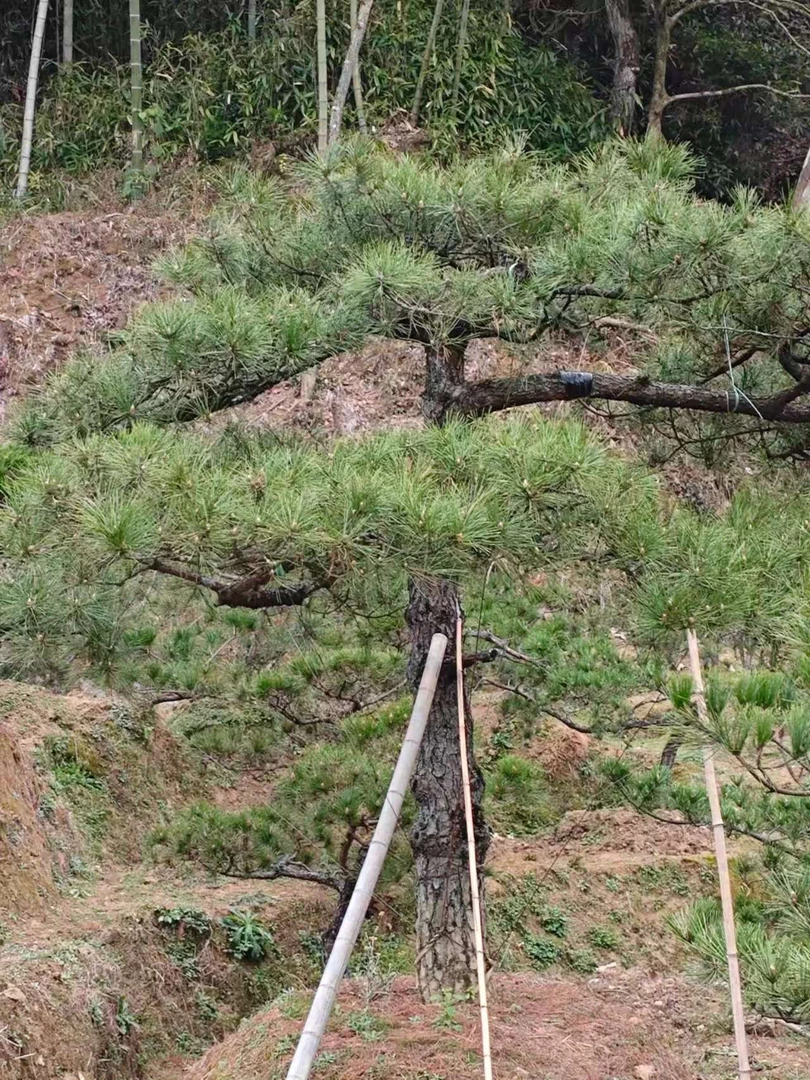 黑松杜鹃盆景（一物一拍，请勿私自下单）