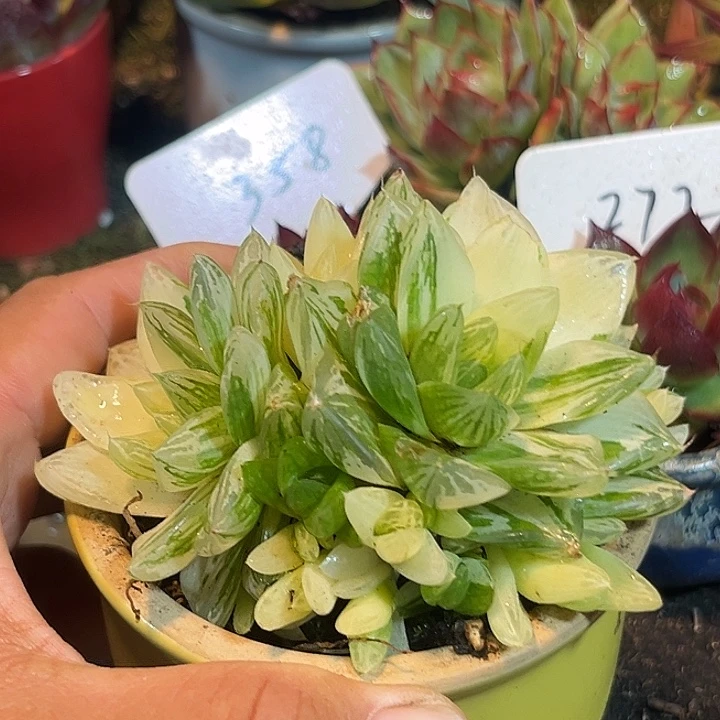 雨露锦惊鸿一物一拍包装收缩花旱