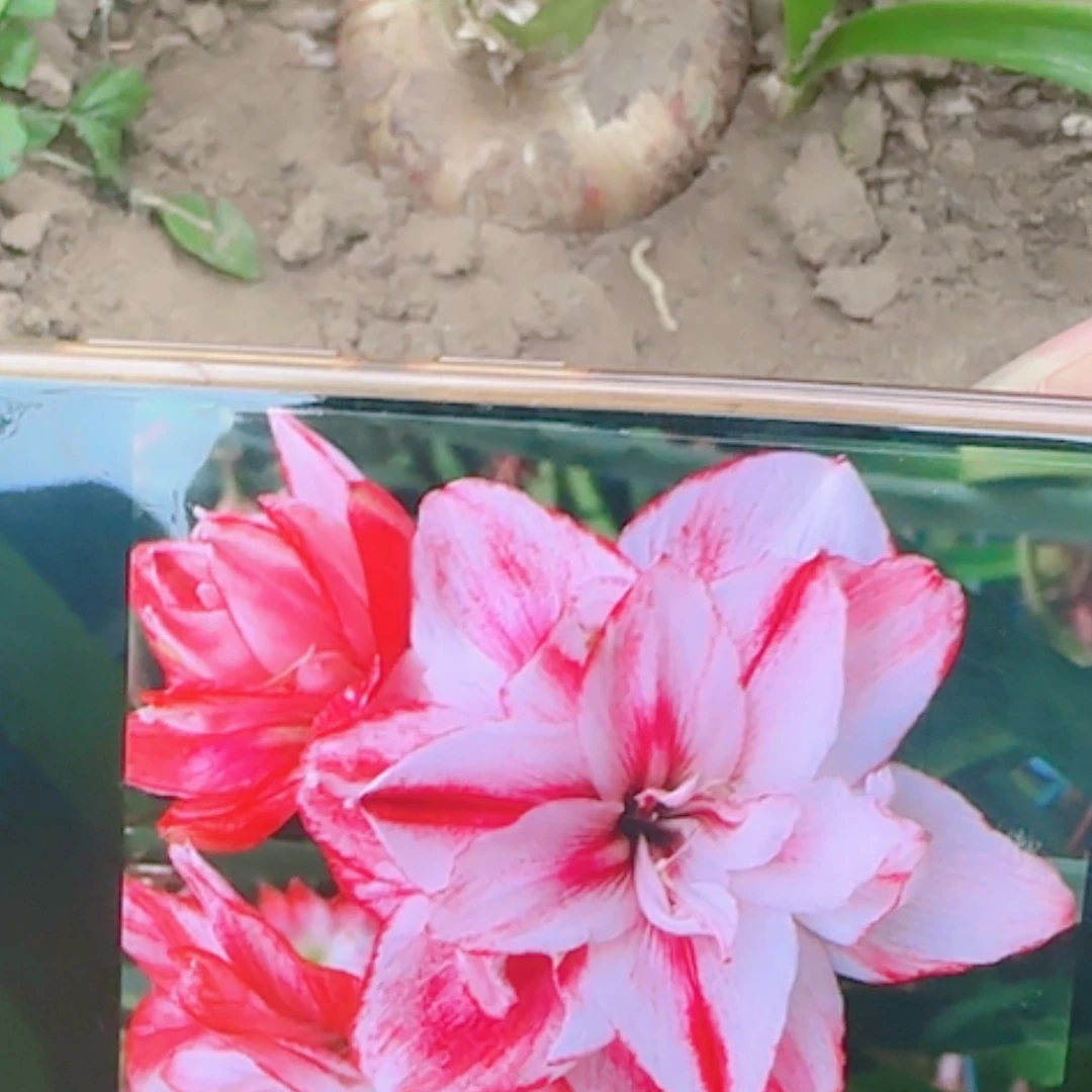 【闪购商品】无花朵梦幻情人6.5公分左右