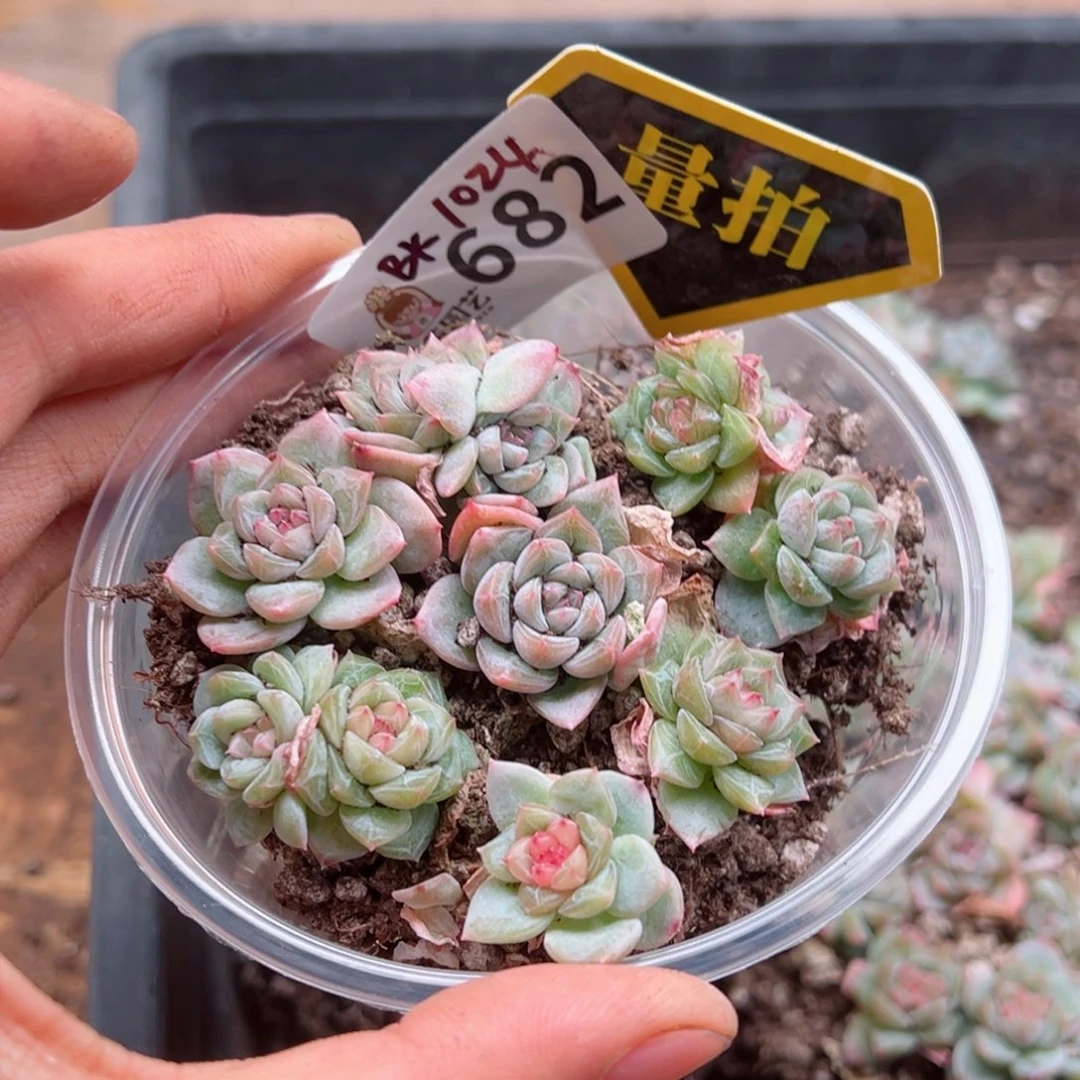 多肉植物多肉植物