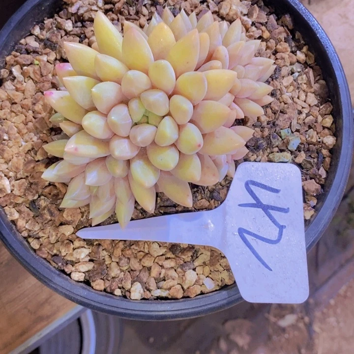 ?*是的呢哈哈这个真的