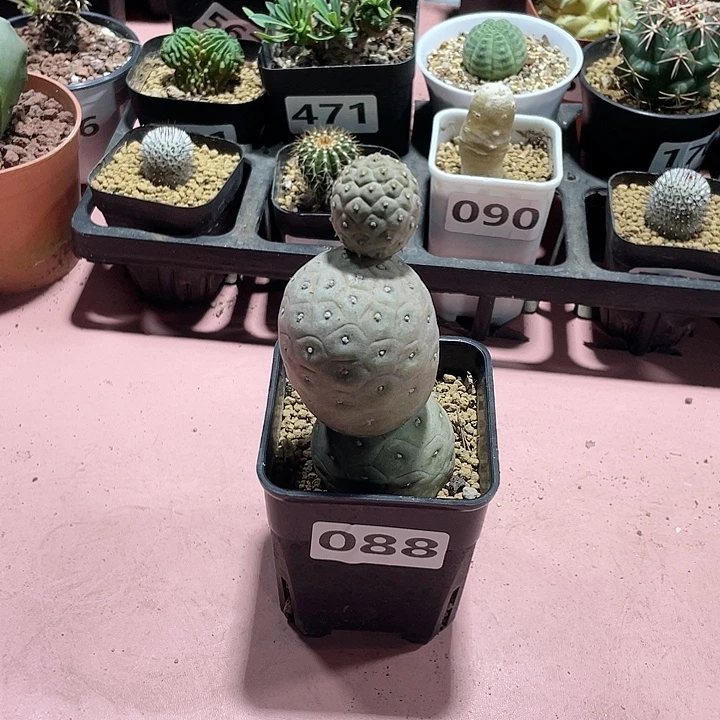 088大型鹅蛋多头习志野