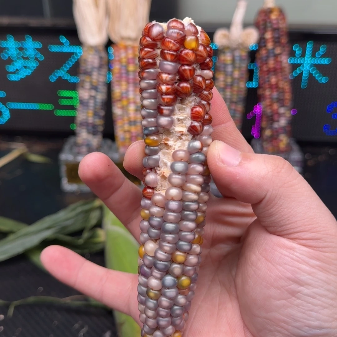 柏香籽/百香籽吊坠米*