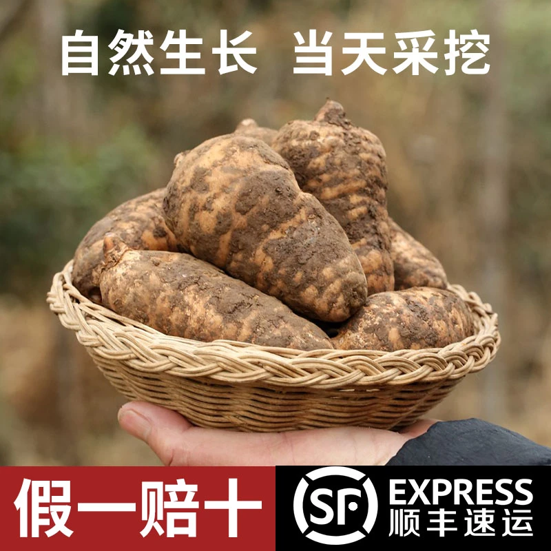 云贵高海拔乌天麻云南小草坝新鲜天麻仿野生三年种植手工炖鸡煲汤