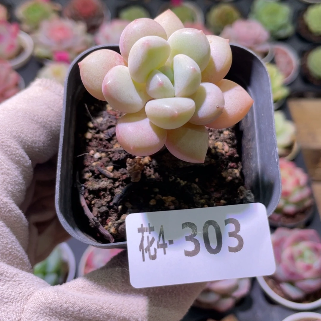 花利美 4-303泡泡糖