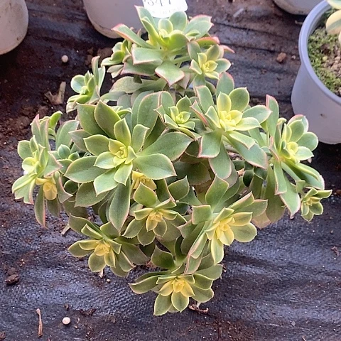 347艳日辉多肉发货叶片有黑斑