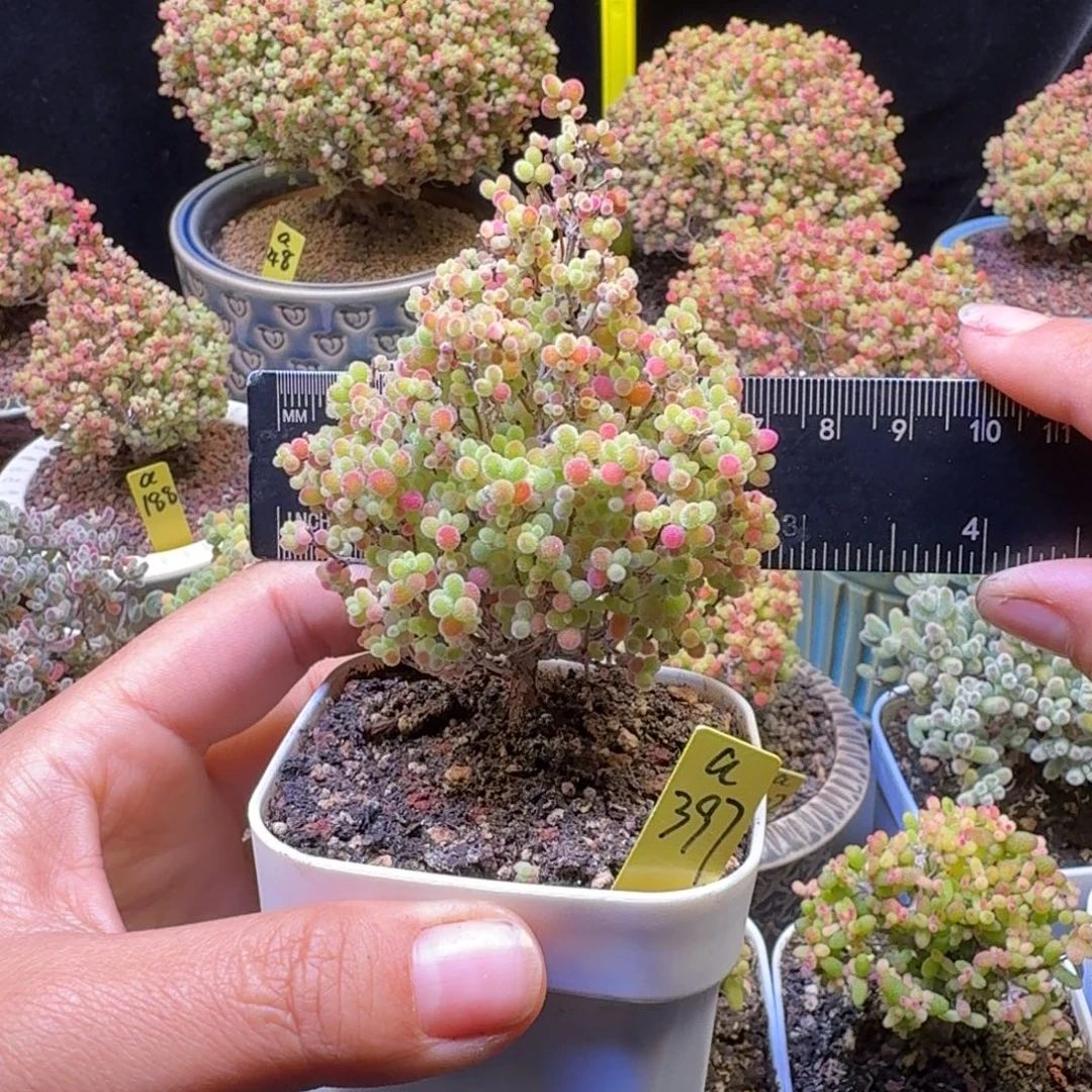 a397号蜜橘冠服6厘米左右圣诞树